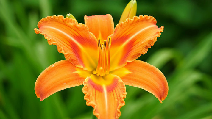 橙色萱草花特写 橙色萱草花特写