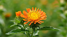 ��ɫ������д