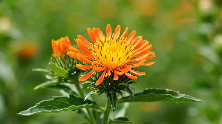 ��ɫ������д