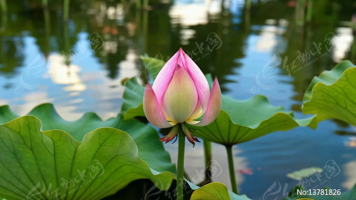 �����к������ŵĺɻ�