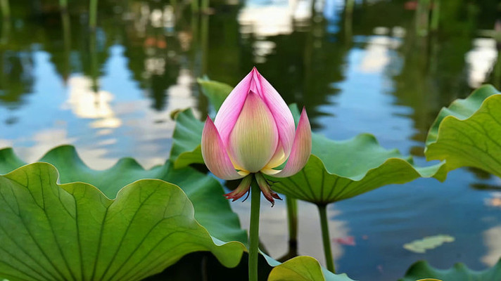 池塘中含苞待放的荷花 池塘中含苞待放的荷花