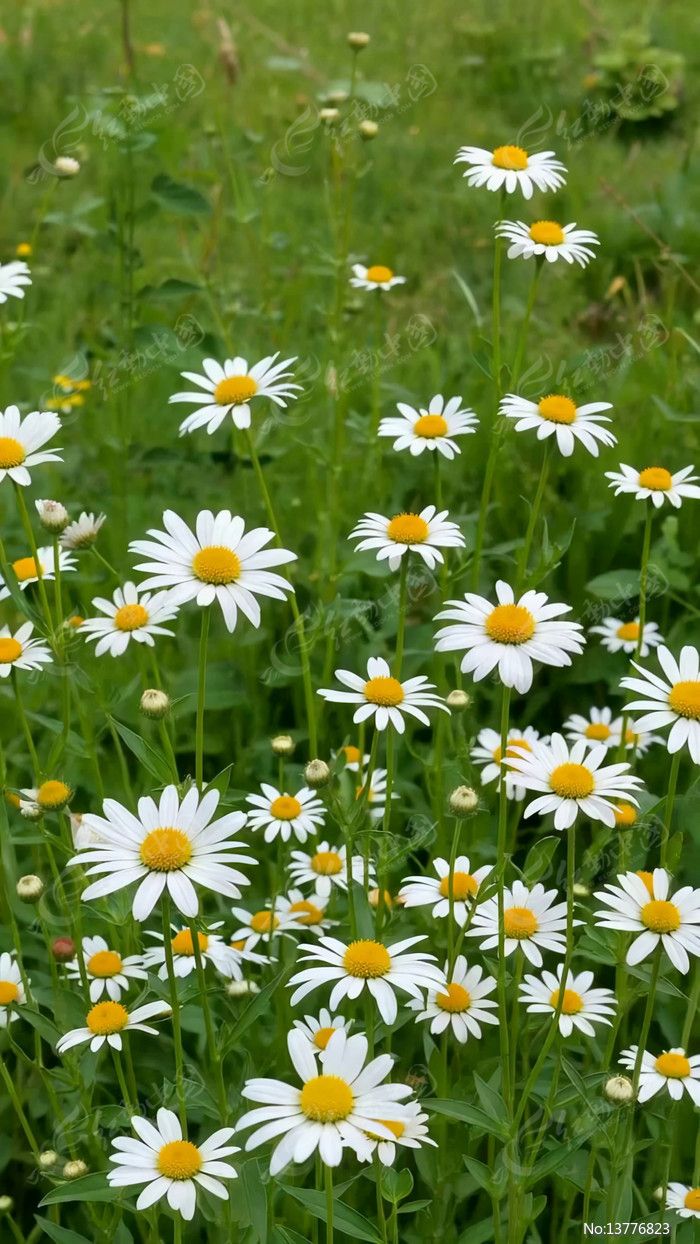 ���ջ�����Ȼ����