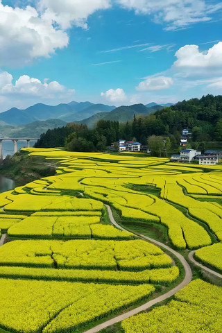 春日梯田油菜花田园风光 春日梯田油菜花田园风光