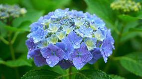 ��ˮ�����ɫ������д