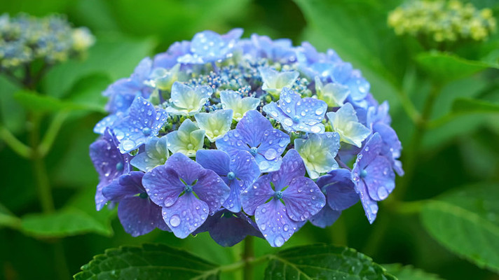 带水珠的蓝色绣球花特写 带水珠的蓝色绣球花特写