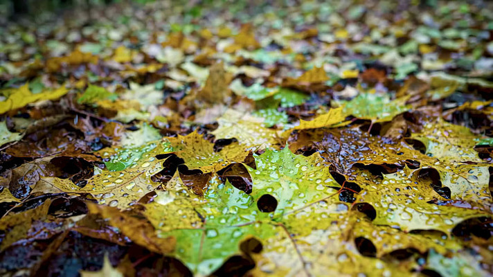 �����ϴ�ˮ���������Ҷ