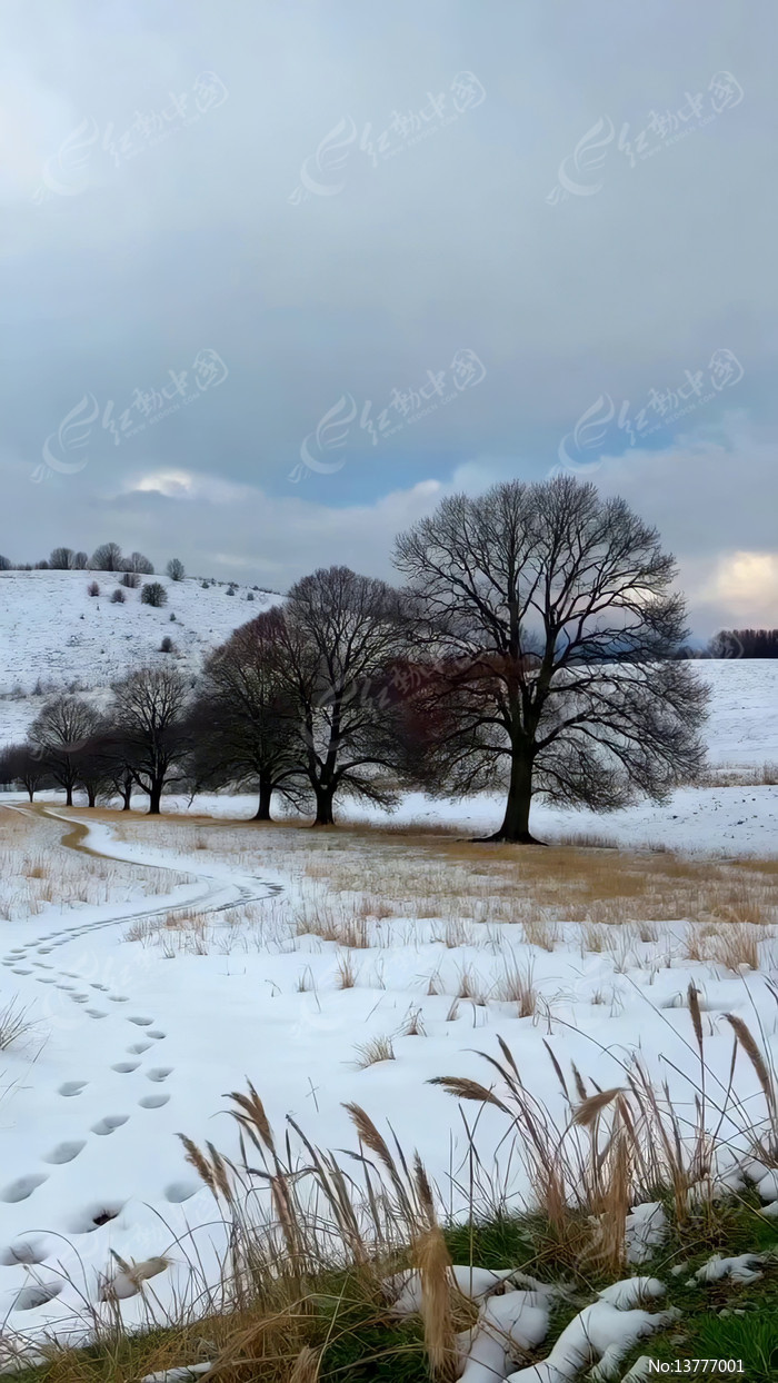 ����ѩ����Ұ��ľ����