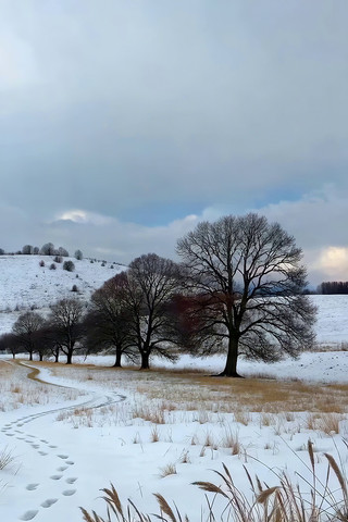 冬季雪景旷野树木景象 冬季雪景旷野树木景象
