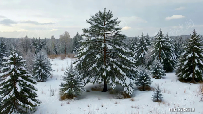 ����ѩ��ɭ��ȫ��