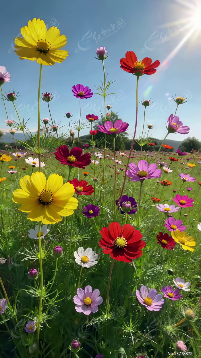 ��ʸ�ɣ��ʢ�ŵĻ���