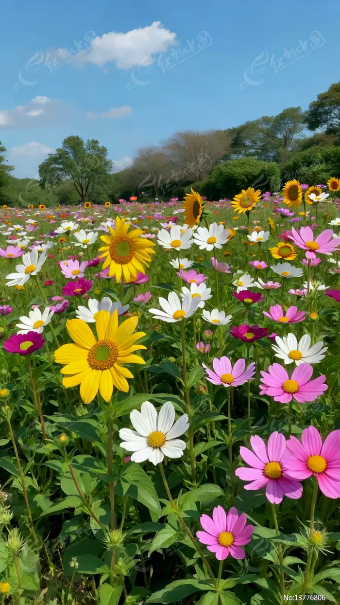 ��ʻ���ʢ���Ļ��ﾰ��