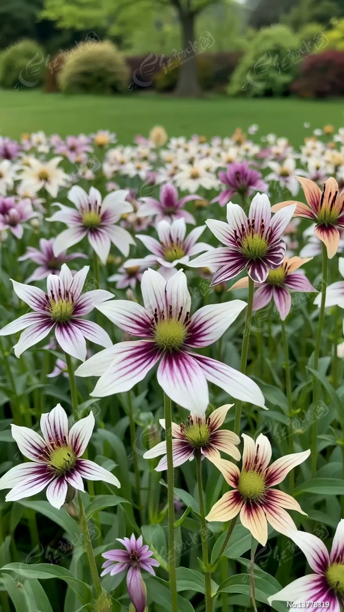 ��ʻ���ʢ���Ļ�԰����