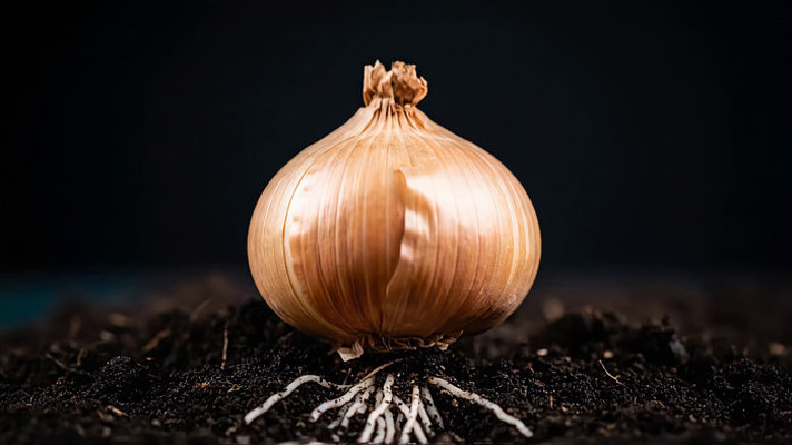 ��ѿ�������д