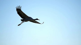 �������չ�����