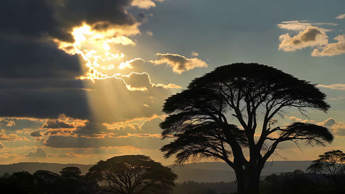 非洲草原日落时分树木景象 非洲草原日落时分树木景象