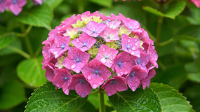 ��ɫ������ˮ��д