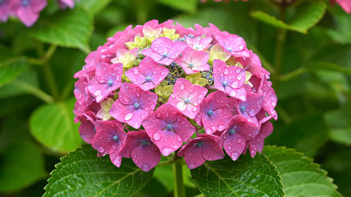 ��ɫ������ˮ��д