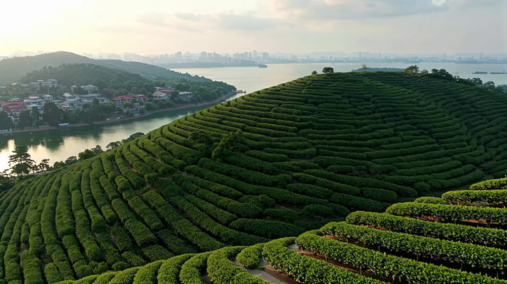 俯瞰层叠茶山与湖泊风光 俯瞰层叠茶山与湖泊风光