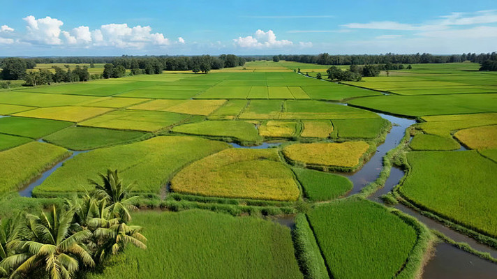 俯瞰绿色稻田与河流景观 俯瞰绿色稻田与河流景观