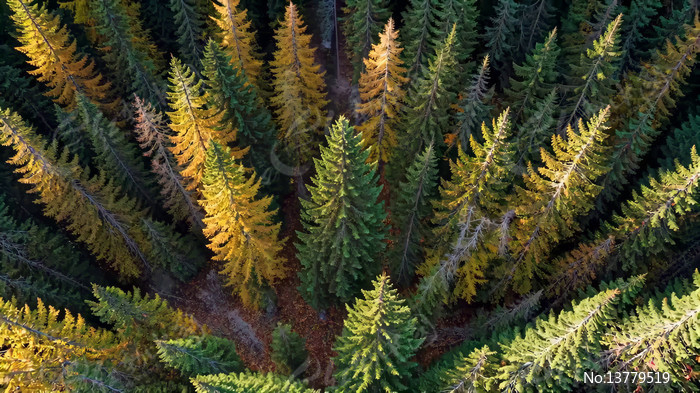 ����＾ɭ����ľȫ��