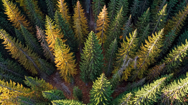 俯瞰秋季森林树木全景 俯瞰秋季森林树木全景