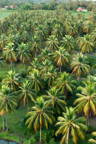 俯瞰热带椰林风光 俯瞰热带椰林风光