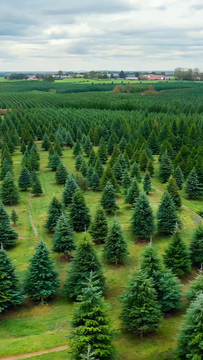 ����������е���ɫ����