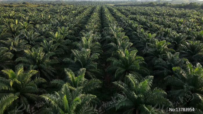 ����������е���ֲ԰