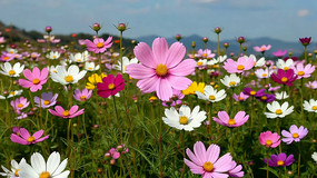 ��ɣ��ʢ���Ļ�������