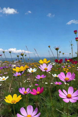 ��ɣ��ʢ���Ļ���ȫ��