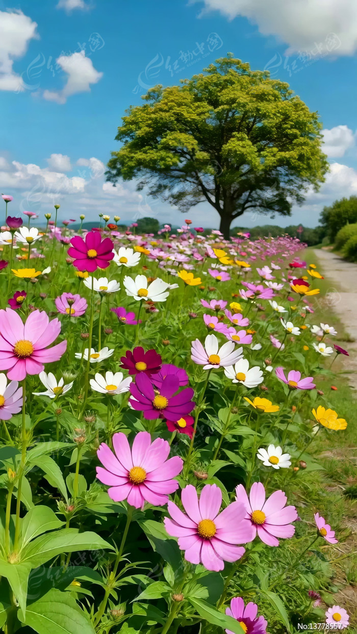 ��ɣ�����������羰