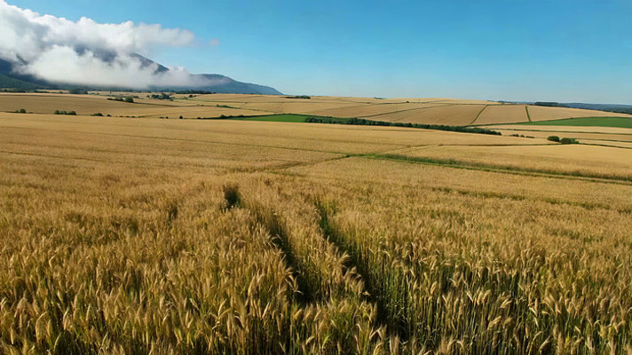 ����������Ȼ���ȫ��