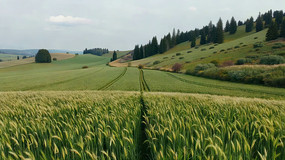 ������Ұ�е�С�󾰹�