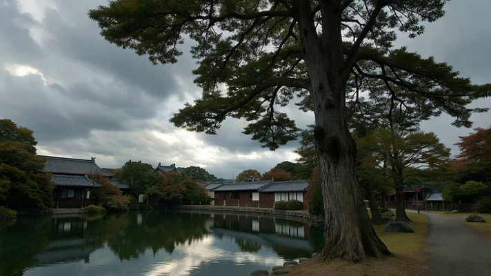 古建池塘边的参天大树 古建池塘边的参天大树