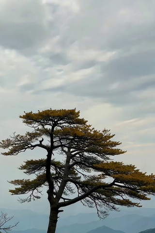 ����������ɽ�ͼ�