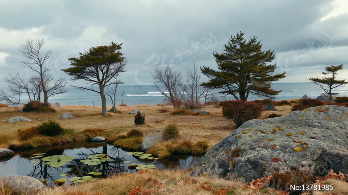 ���߲ݵ���ľ����