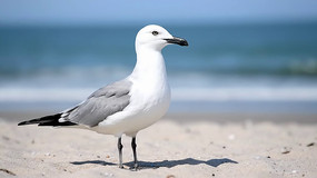 ����վ���ĺ�Ÿ�ز�