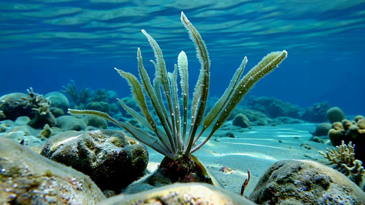 海底海洋植物特写素材 海底海洋植物特写素材