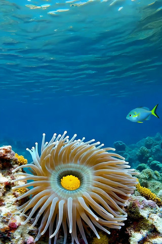 ����ɺ�����뺣�����໭��