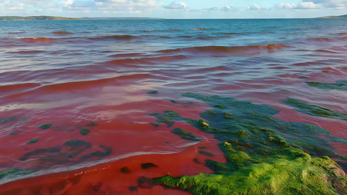海面红色藻类自然风光 海面红色藻类自然风光