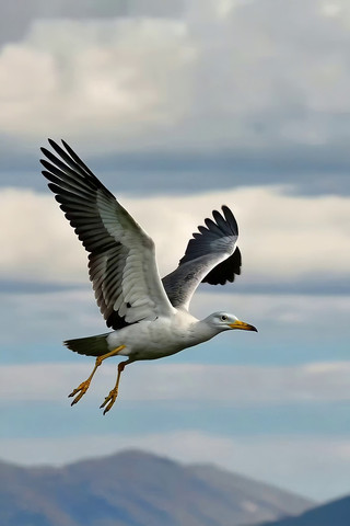 海鸥展翅翱翔天空 海鸥展翅翱翔天空