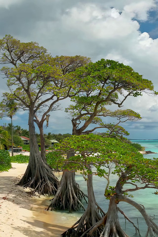 ��̲����ľ��Ȼ����ز�