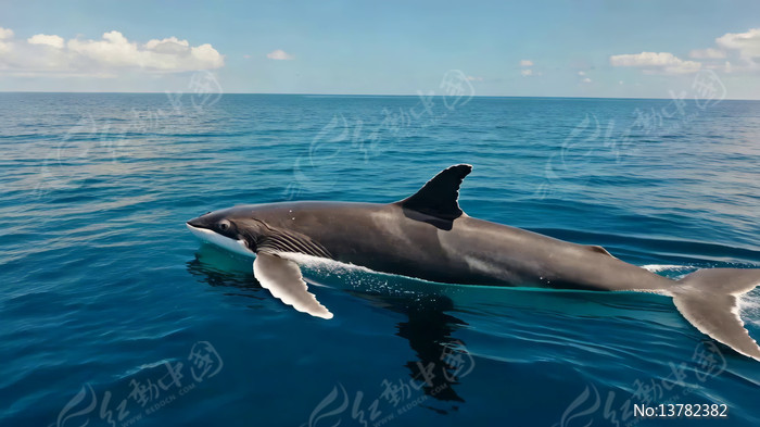 �����о�����Ӿ����