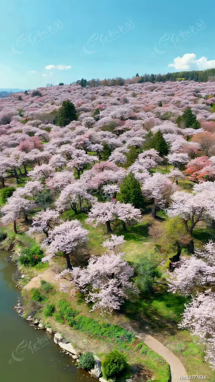 ���Ĵ�Ƭӣ������Ȼ���