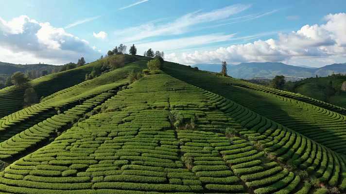 航拍连绵起伏的茶园风光 航拍连绵起伏的茶园风光