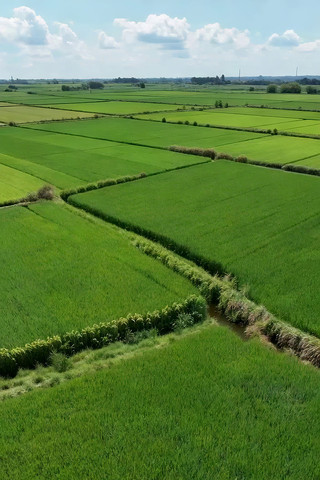 航拍绿色稻田田园风光 航拍绿色稻田田园风光