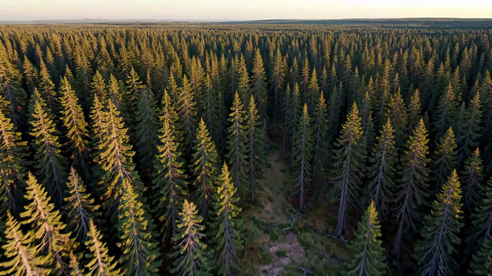 ����ï��ɭ��ȫ��