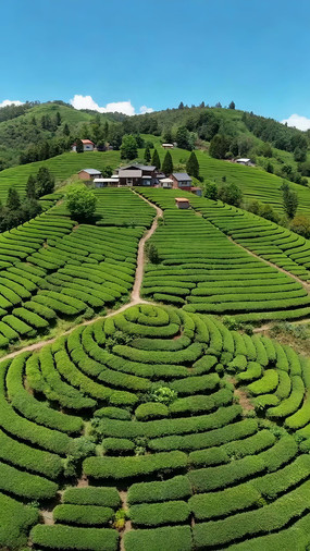 ����ɽ�²�԰����Ӿ���