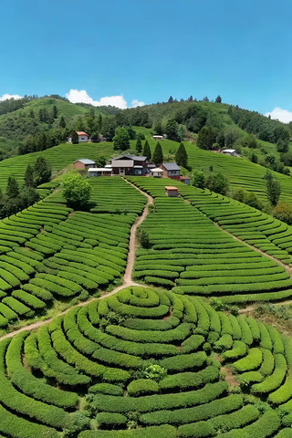 航拍山坡茶园与民居景观 航拍山坡茶园与民居景观