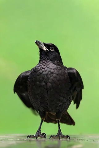 ����չ����д